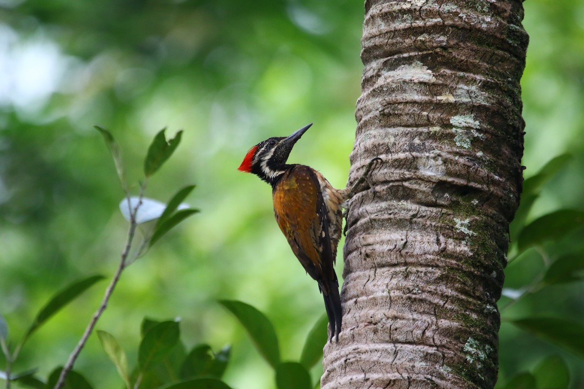 Black-rumped Flameback - ML620435508