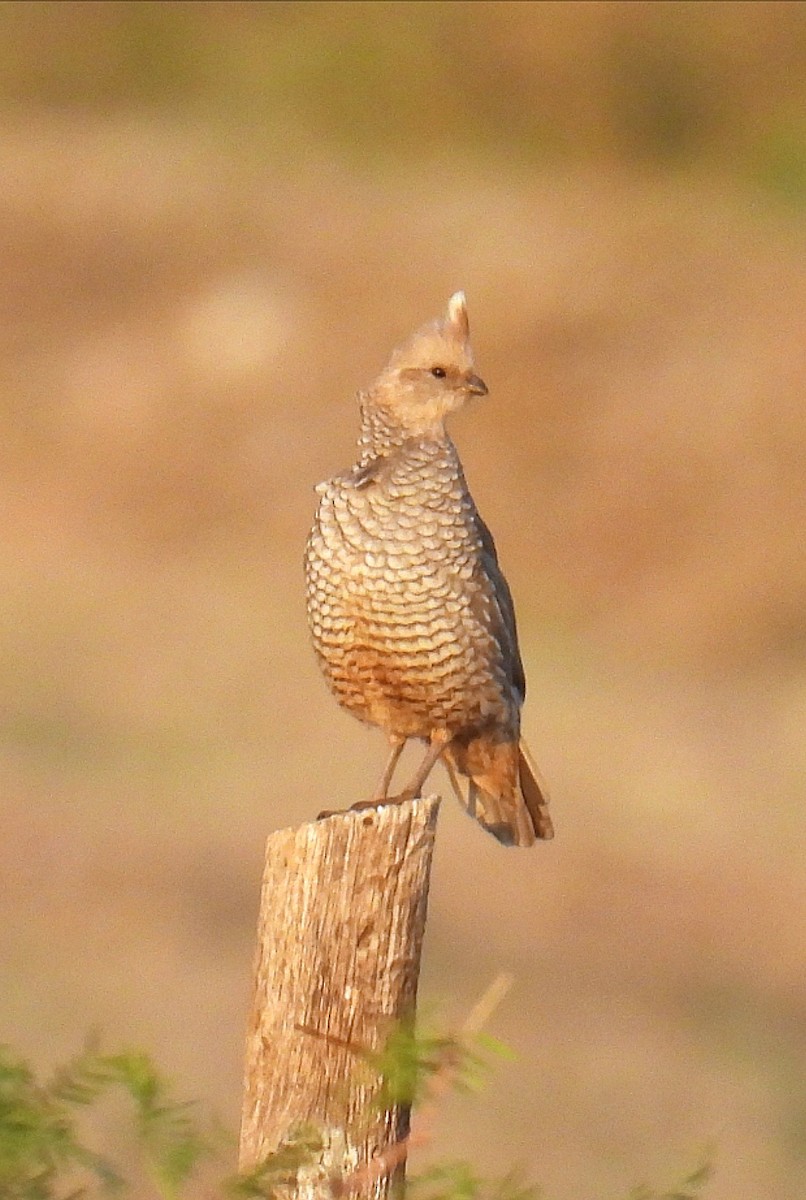 Scaled Quail - ML620435510