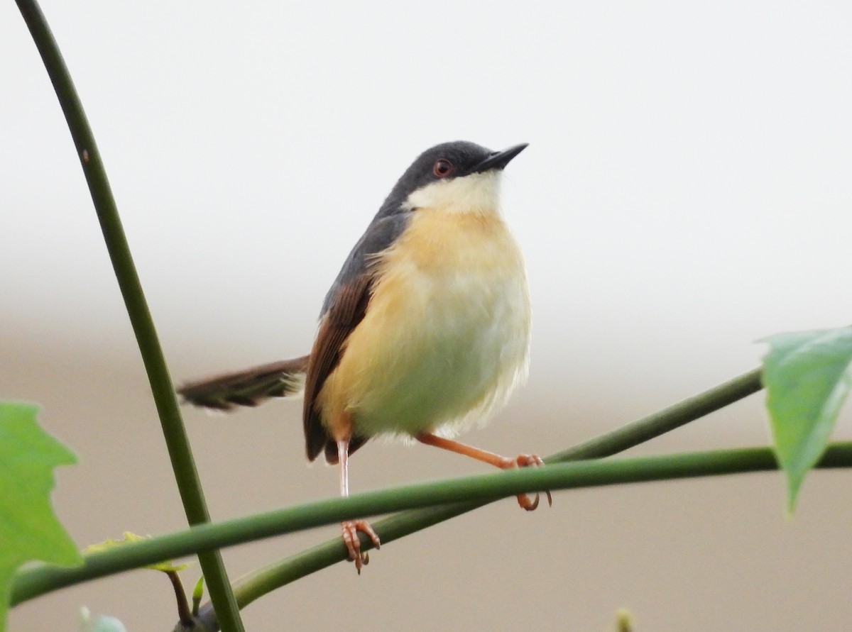 Prinia cendrée - ML620435515