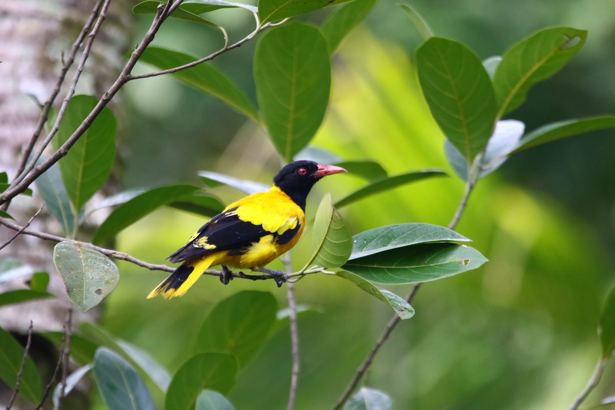 Black-hooded Oriole - TONY JOHN