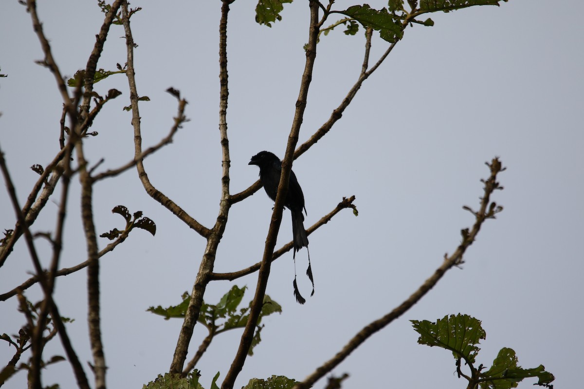 Greater Racket-tailed Drongo - ML620435519