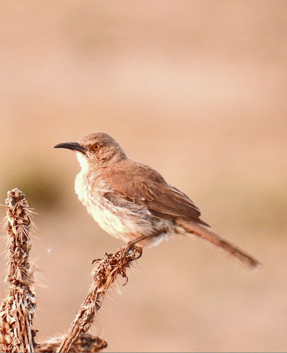 Curve-billed Thrasher (curvirostre Group) - ML620435521