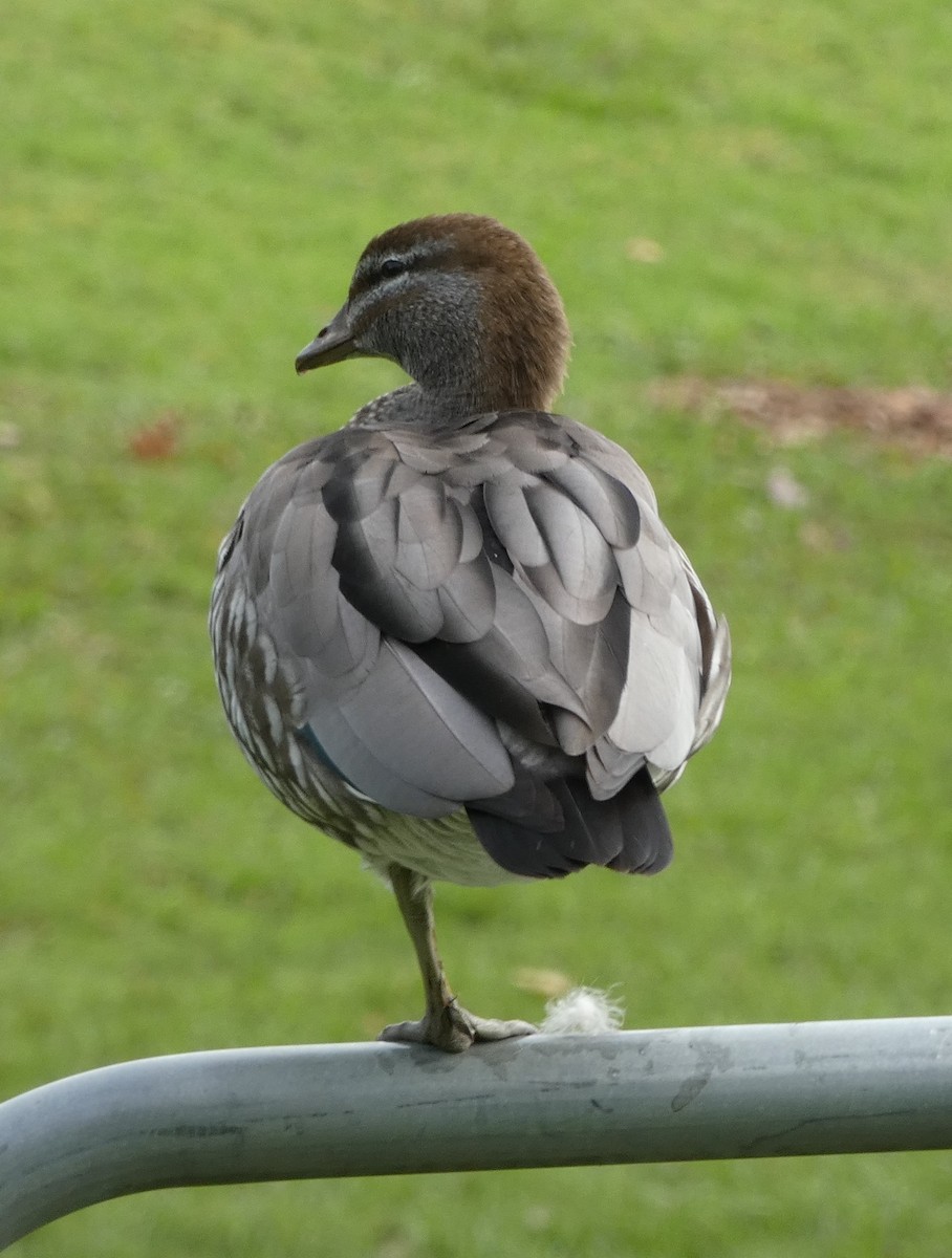 Maned Duck - ML620435522