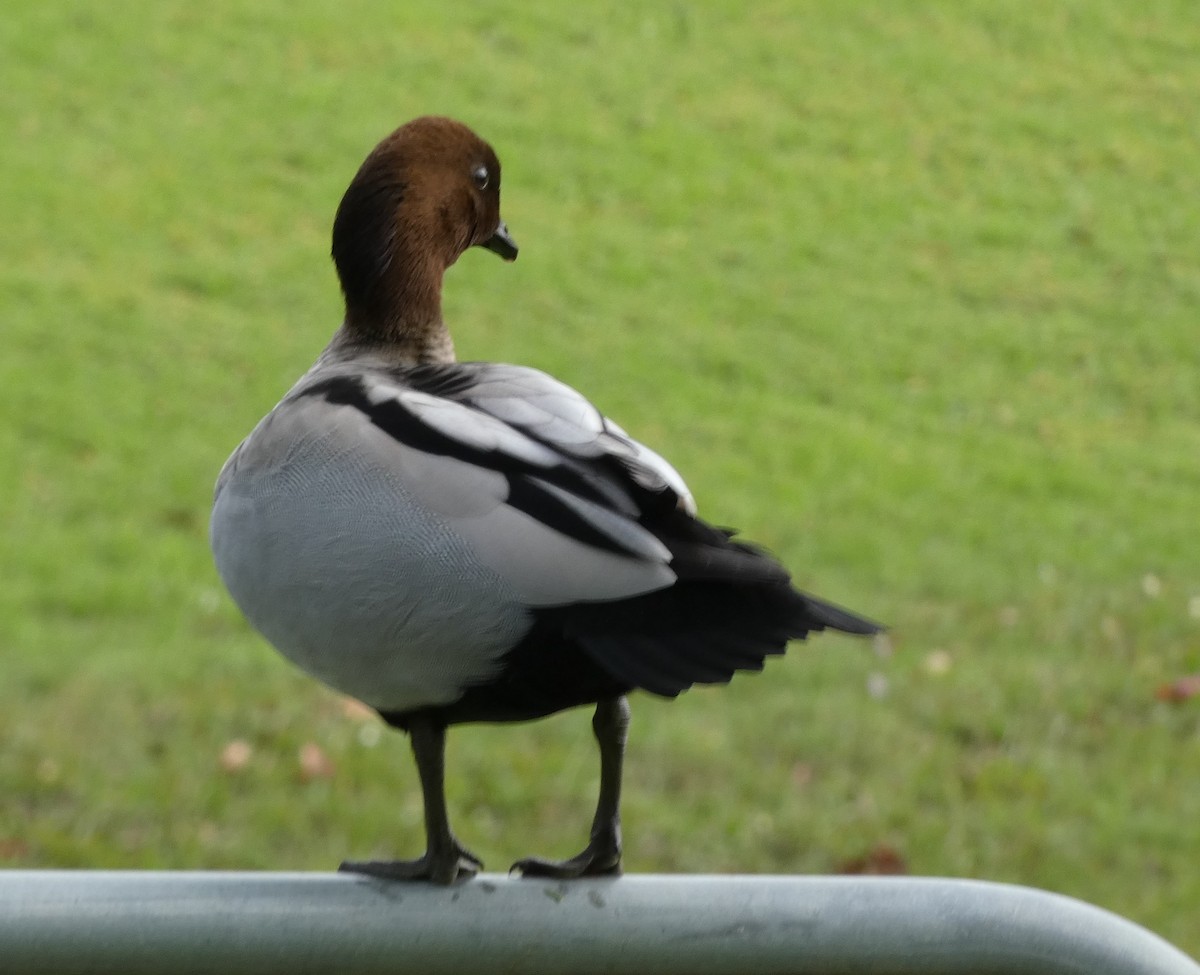 Canard à crinière - ML620435523