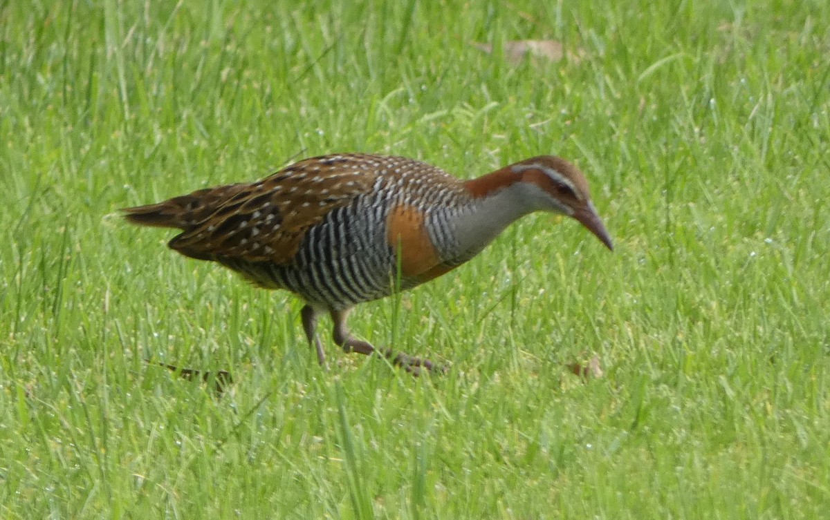 Buff-banded Rail - ML620435525