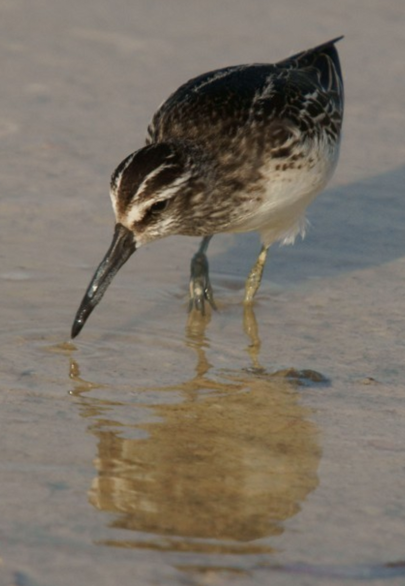 Broad-billed Sandpiper - ML620435526