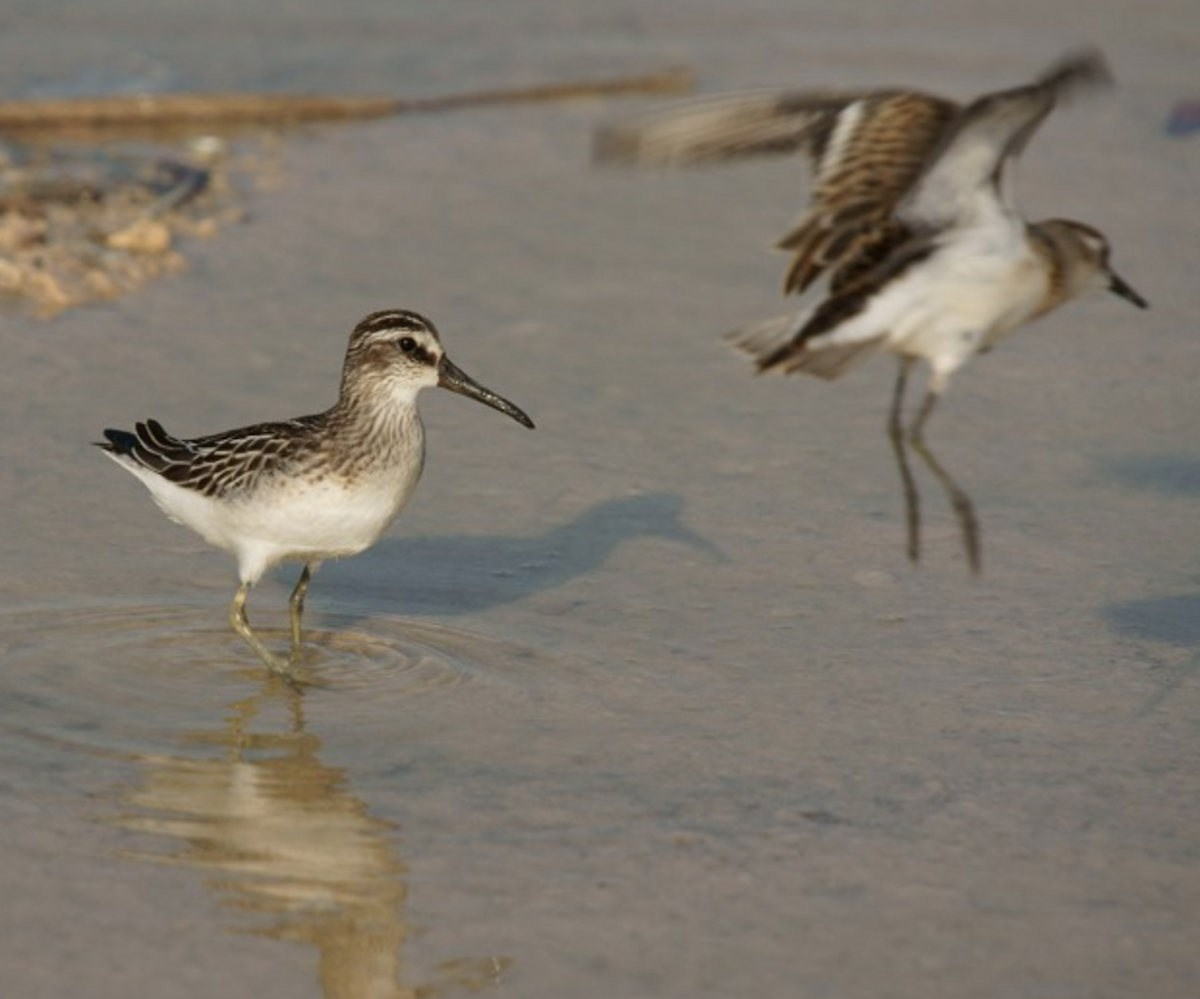 Broad-billed Sandpiper - ML620435527