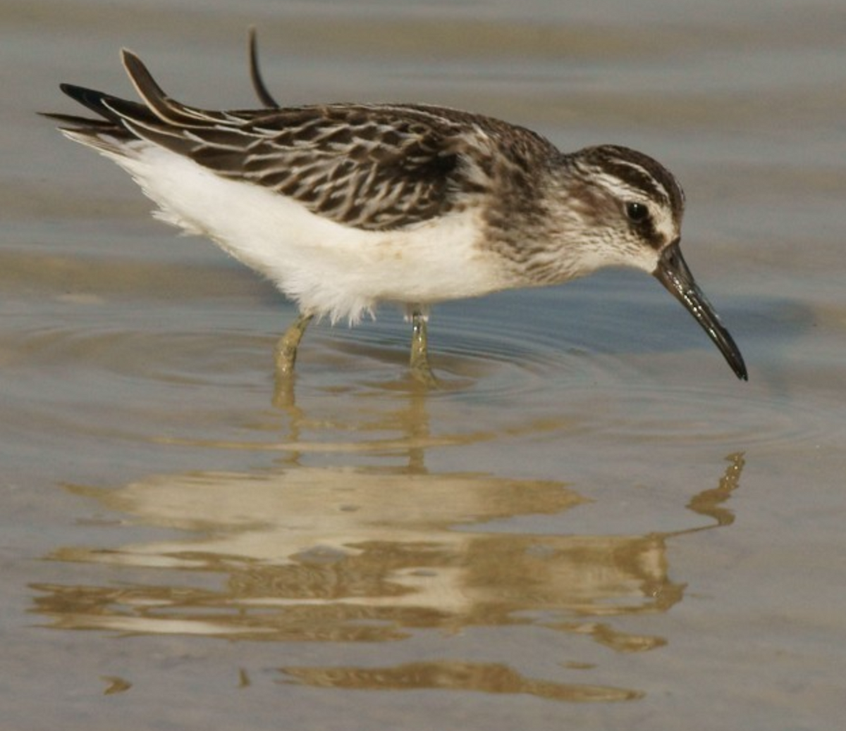 Broad-billed Sandpiper - ML620435528