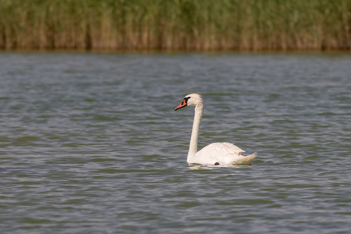 Mute Swan - ML620435530