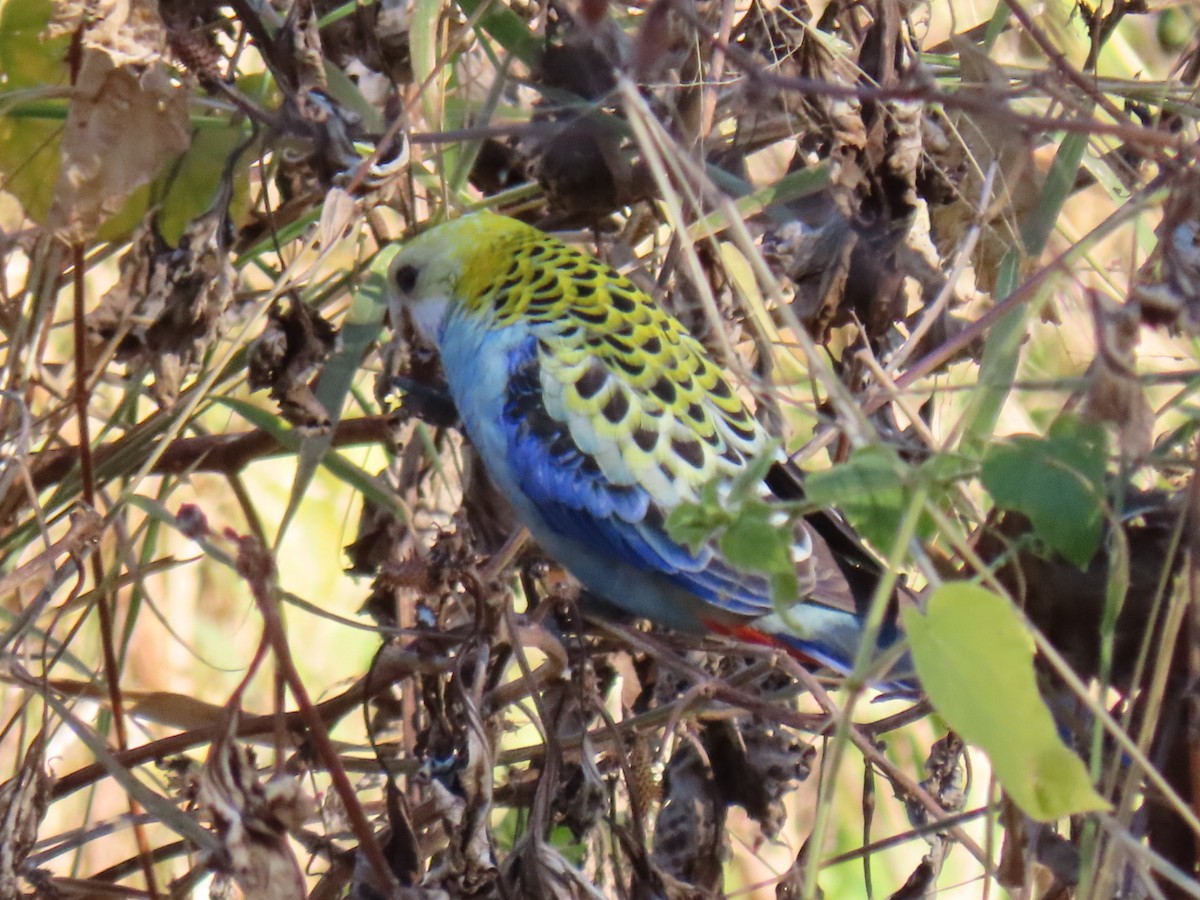 ホオアオサメクサインコ - ML620435531