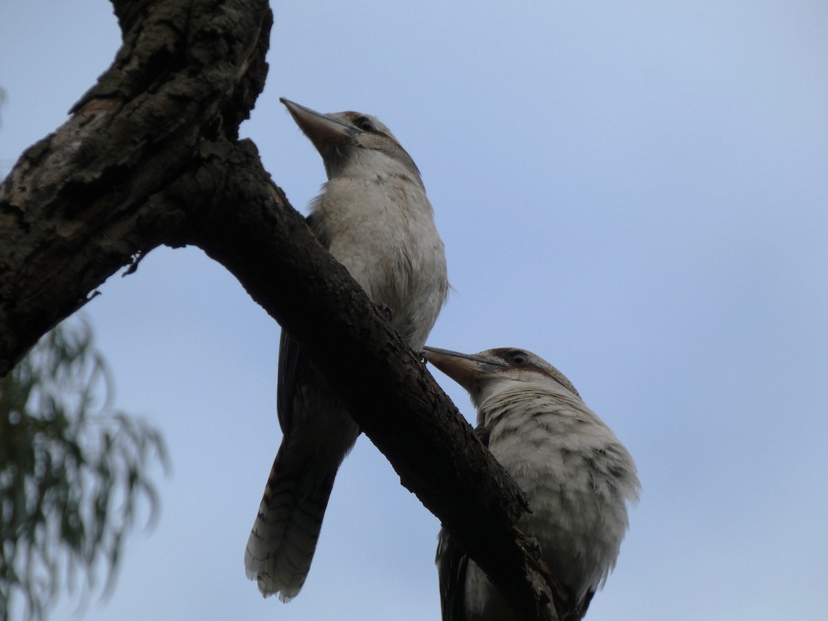 Laughing Kookaburra - ML620435537