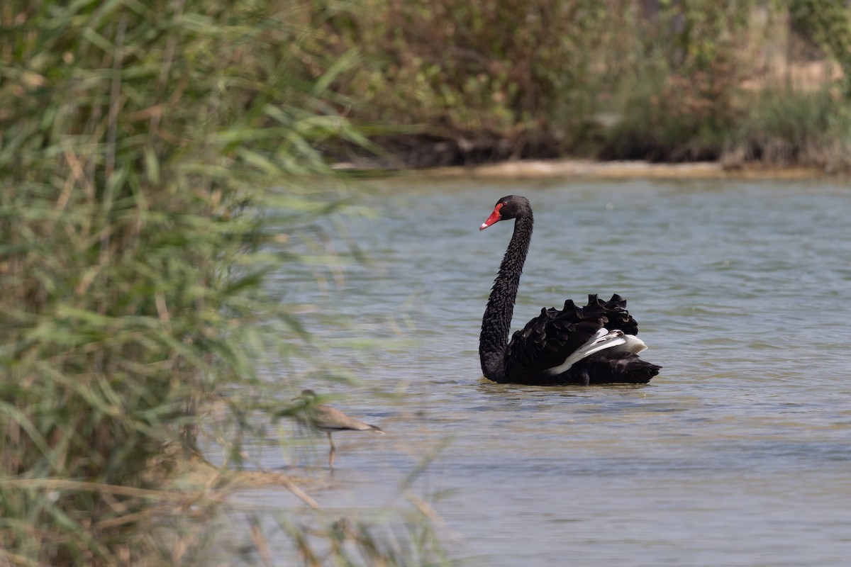 Black Swan - ML620435538