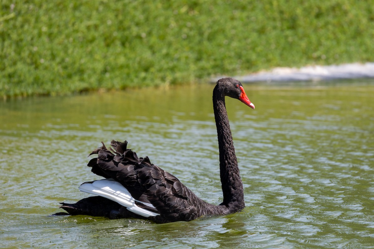 Black Swan - ML620435540