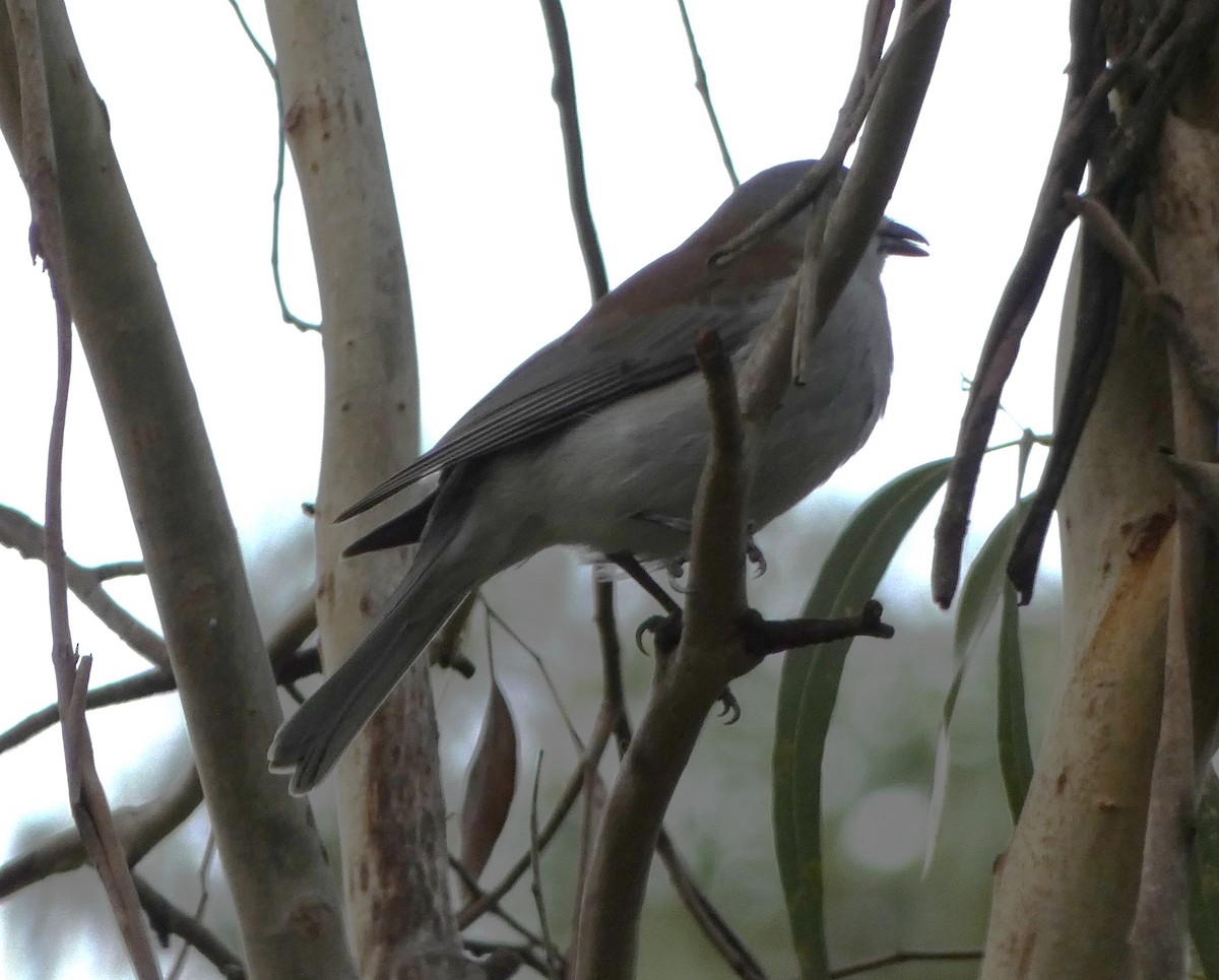 Gray Shrikethrush - ML620435551