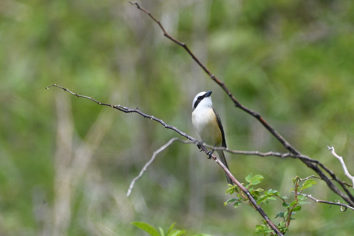 Brown Shrike - ML620435555