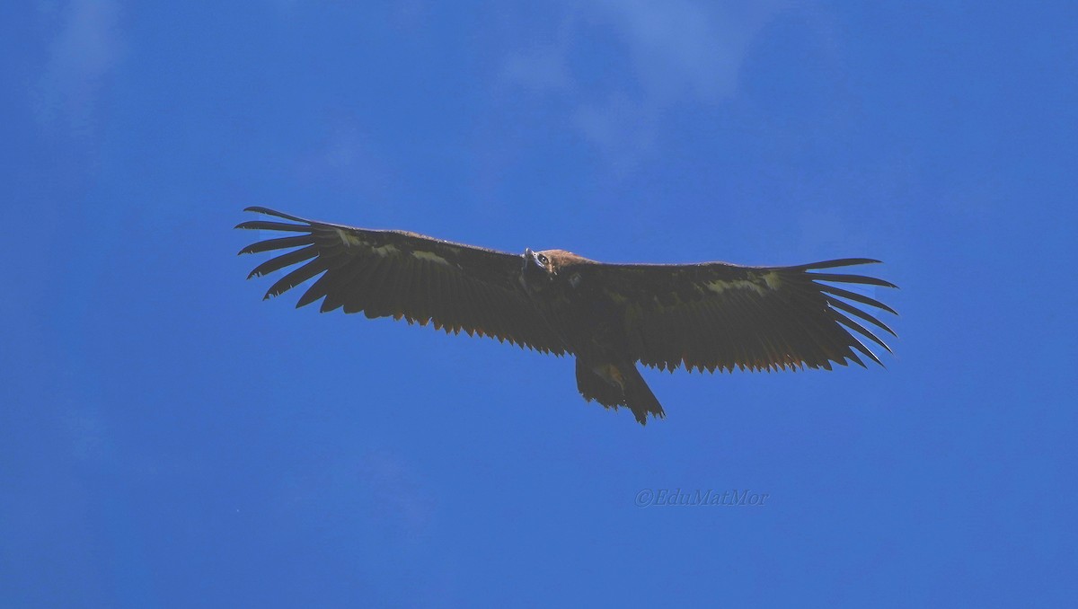 Cinereous Vulture - ML620435556