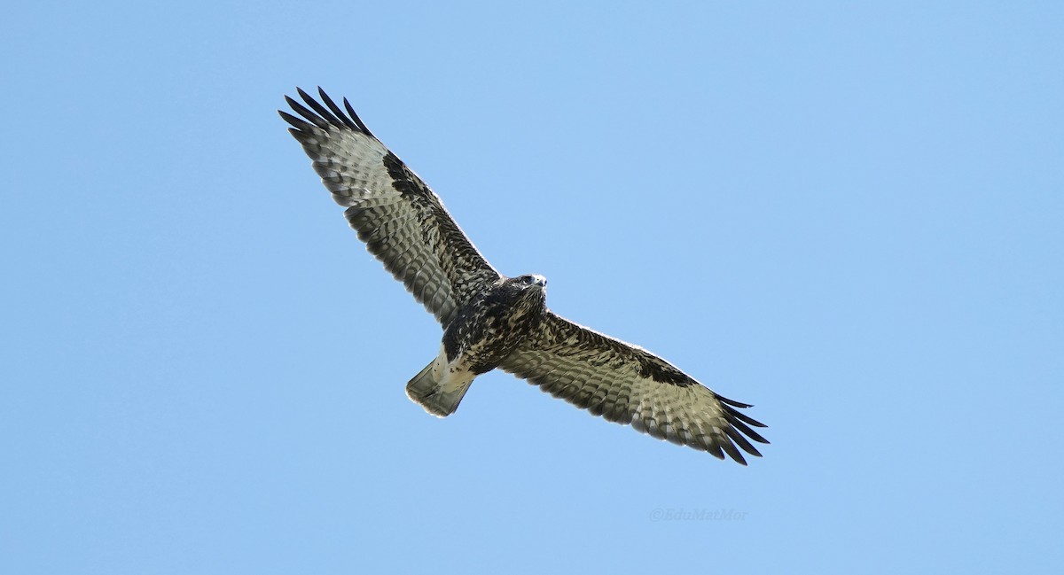 Common Buzzard - ML620435560