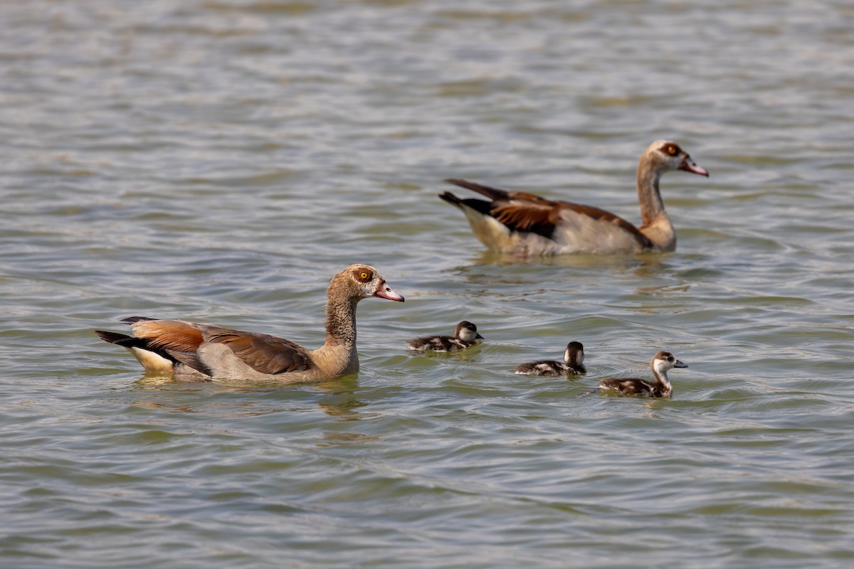 Egyptian Goose - ML620435561