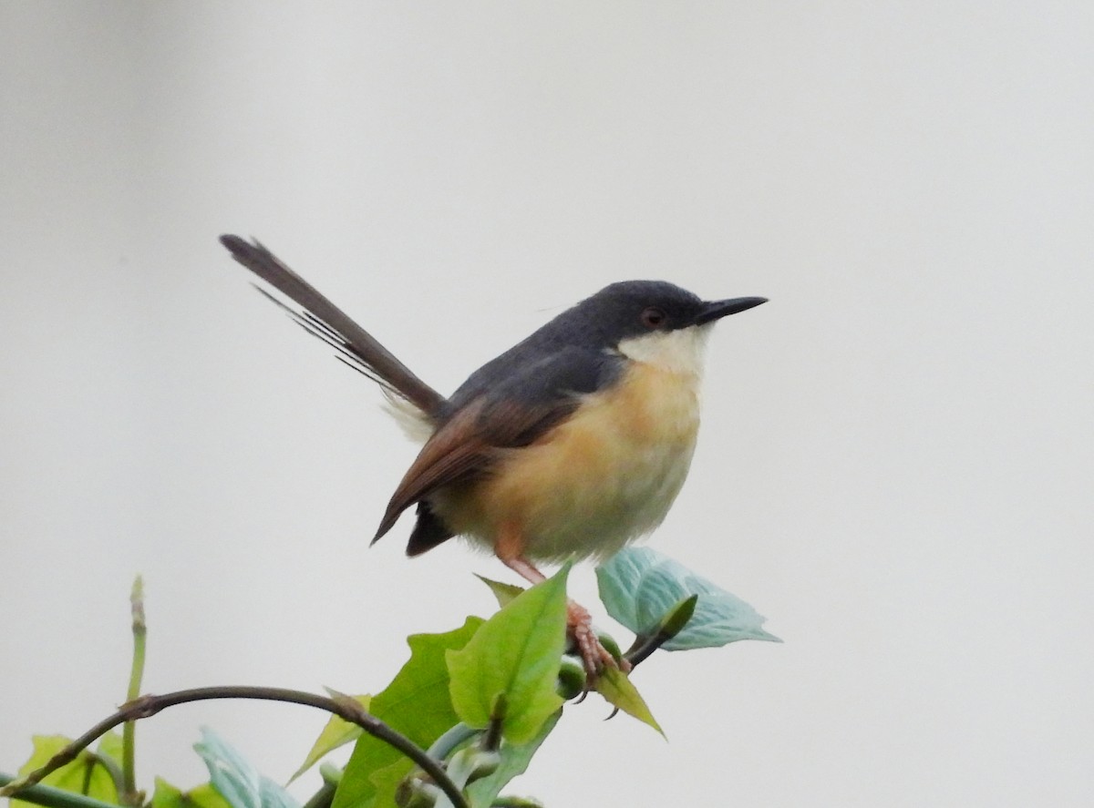 Ashy Prinia - ML620435570