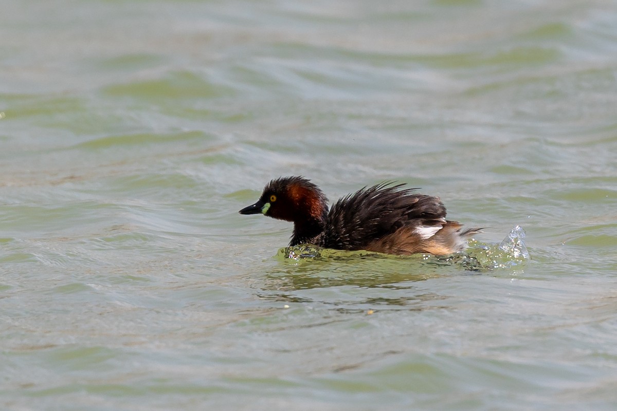 Little Grebe - Nikos Mavris