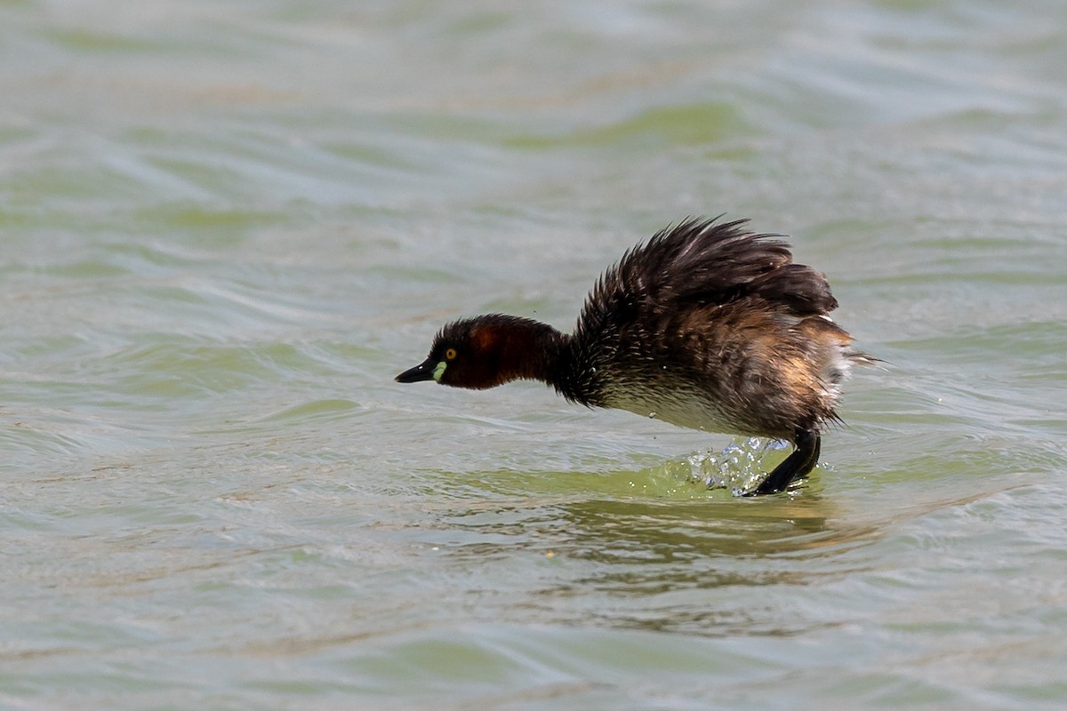 Little Grebe - ML620435572