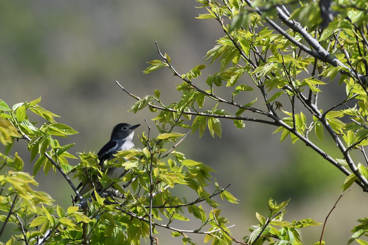 Daurian Starling - ML620435574