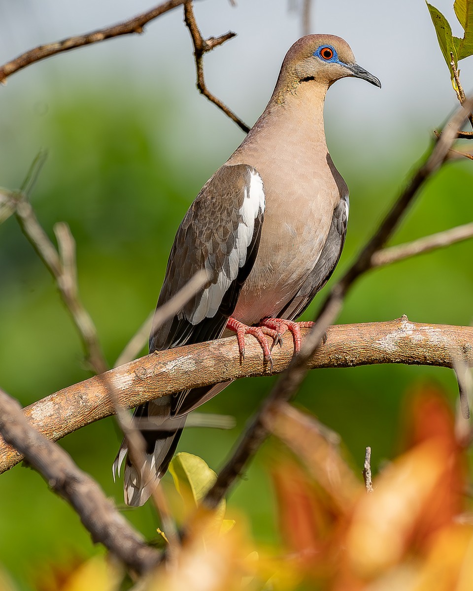 White-winged Dove - ML620435575