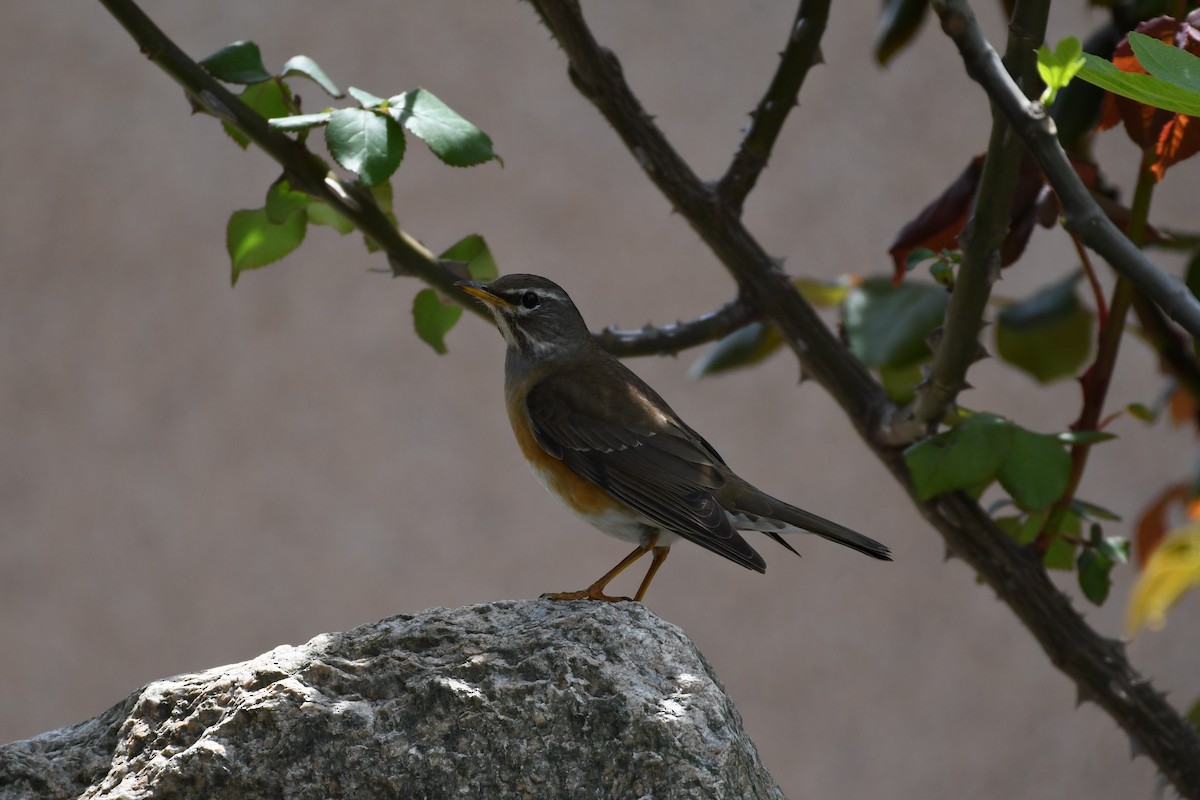 Eyebrowed Thrush - ML620435581