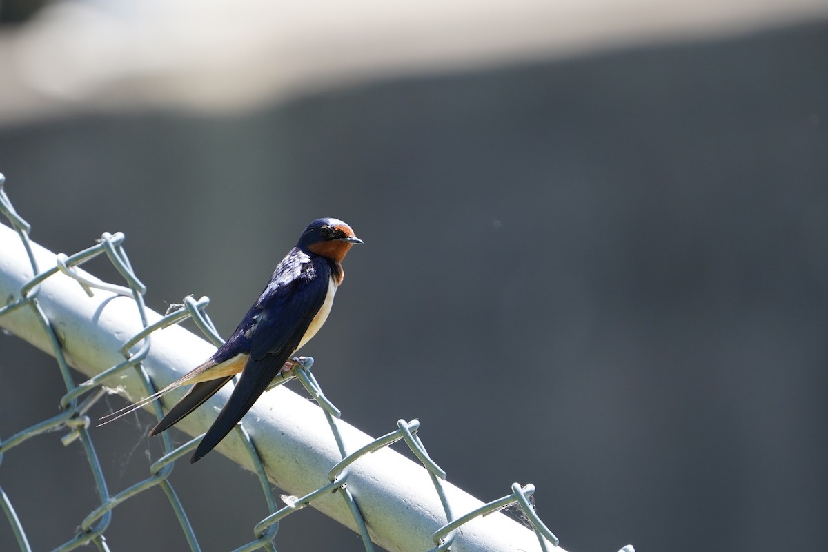 Barn Swallow - Christine W.