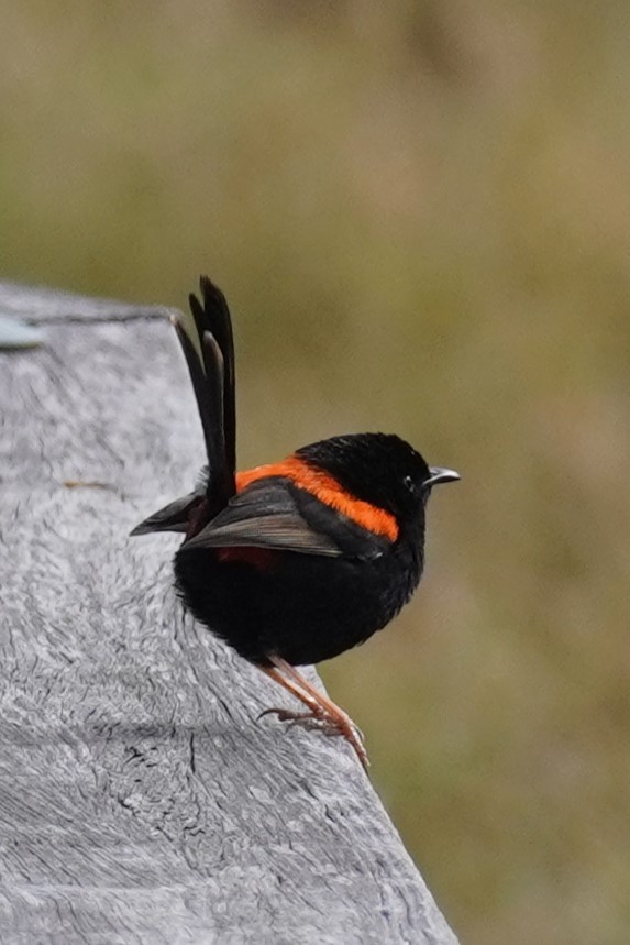 Red-backed Fairywren - ML620435585