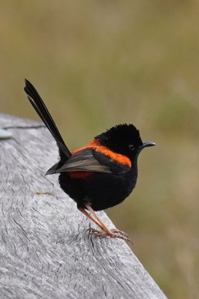 Red-backed Fairywren - ML620435587