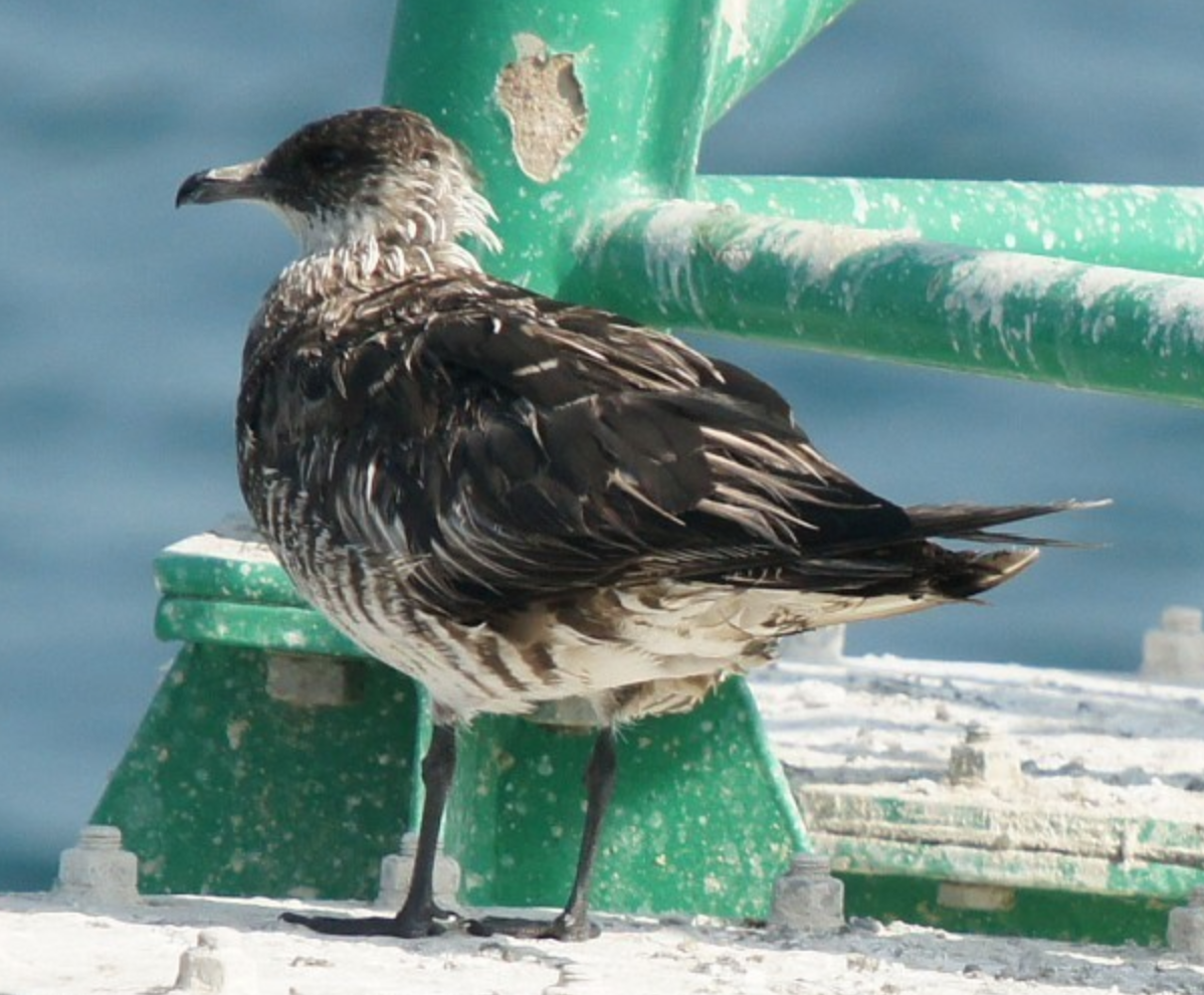 Pomarine Jaeger - ML620435590