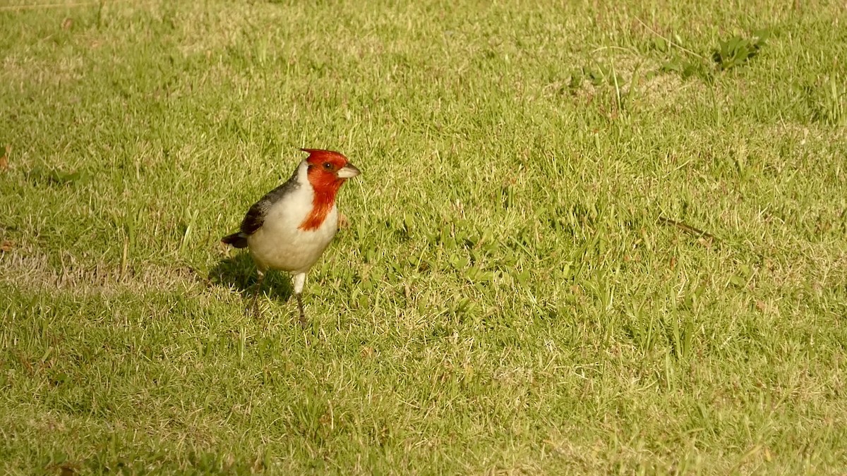 Red-crested Cardinal - ML620435592