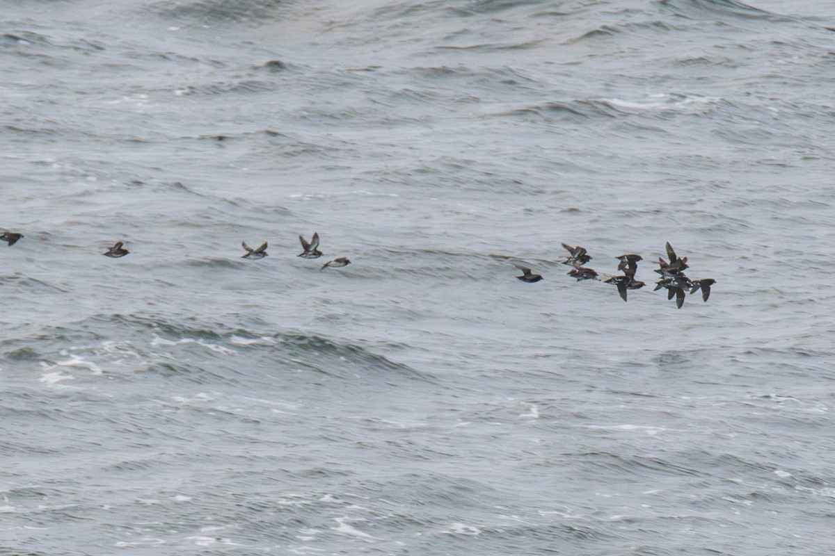 Least Auklet - ML620435593