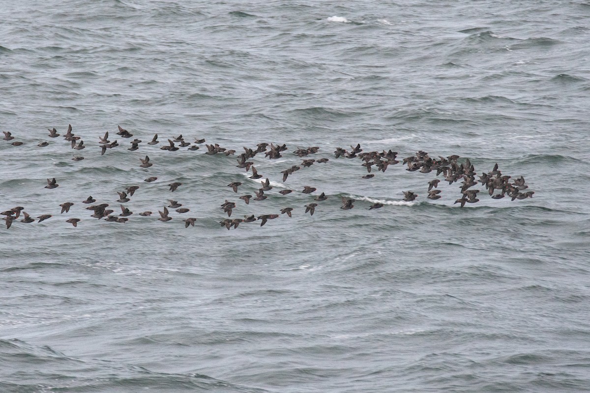 Crested Auklet - ML620435595