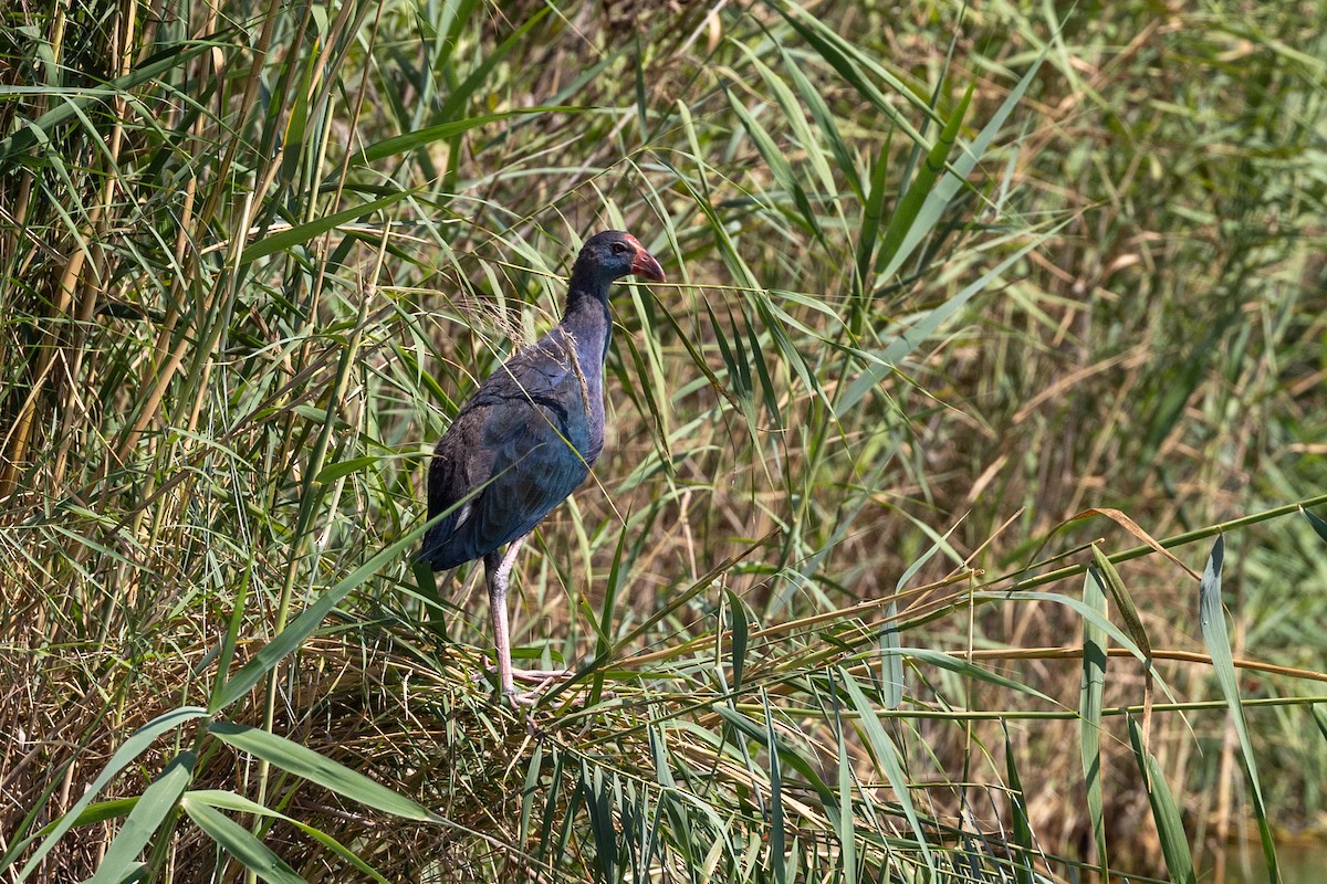 Gray-headed Swamphen - ML620435597