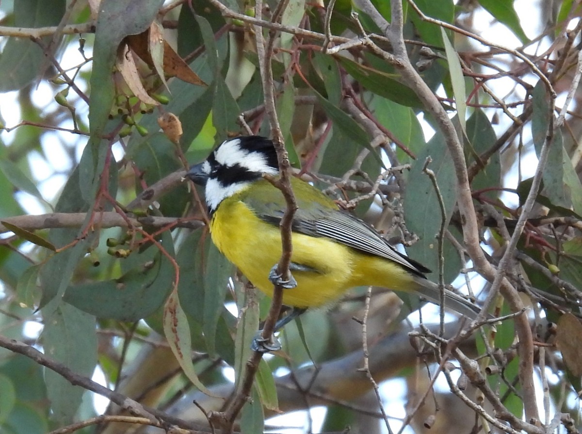 Eastern Shrike-tit - ML620435600