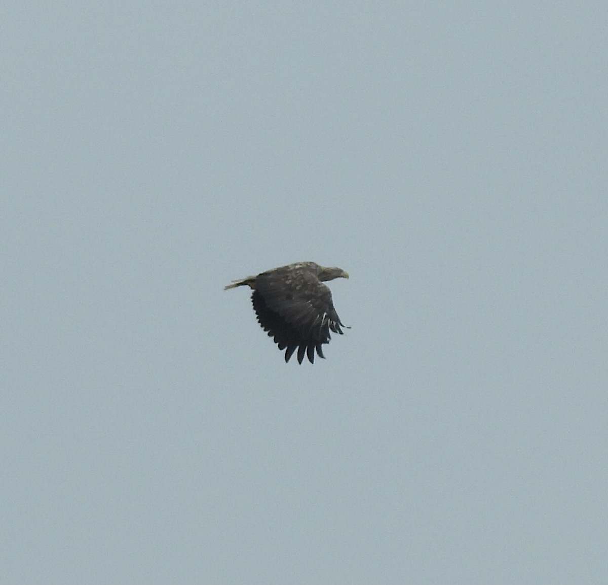 White-tailed Eagle - ML620435601