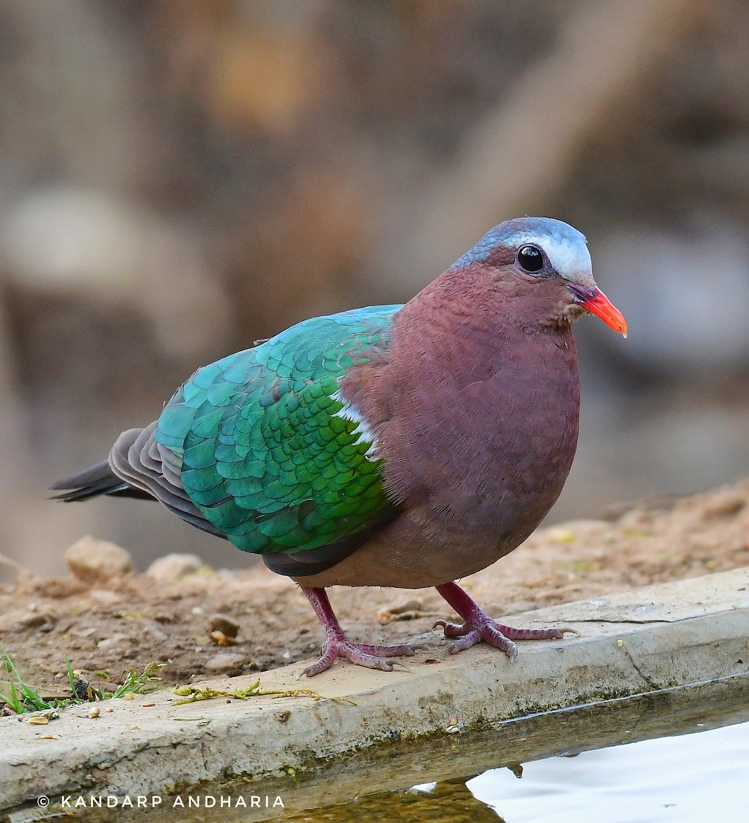 Asian Emerald Dove - ML620435603