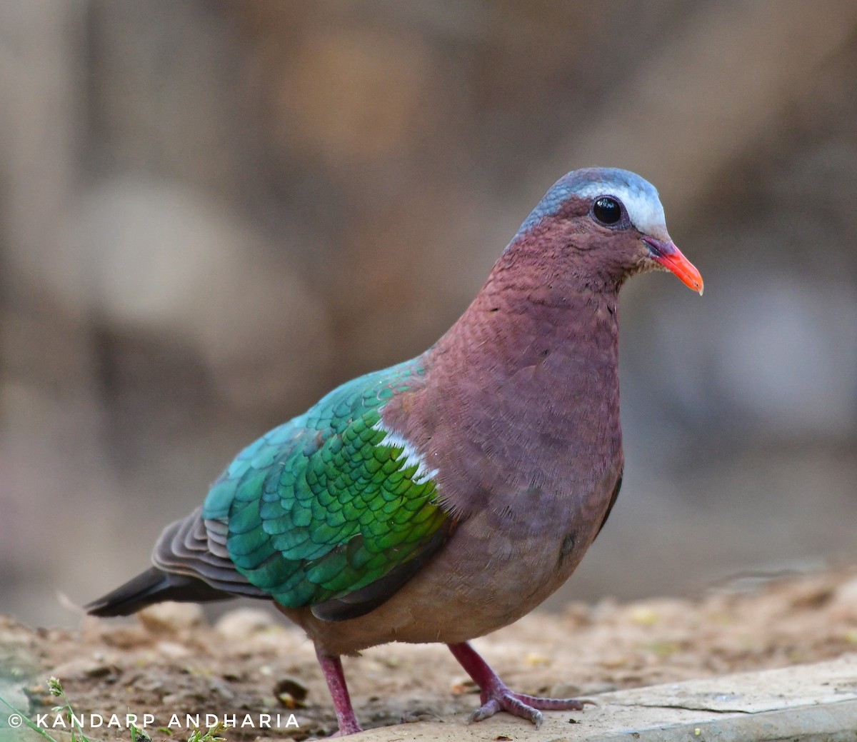 Asian Emerald Dove - ML620435604