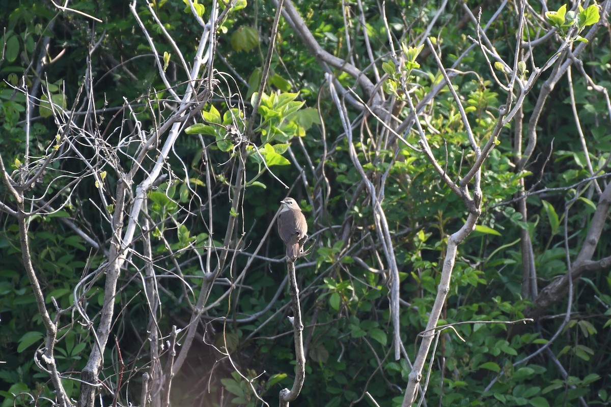 Siberian Rubythroat - ML620435609