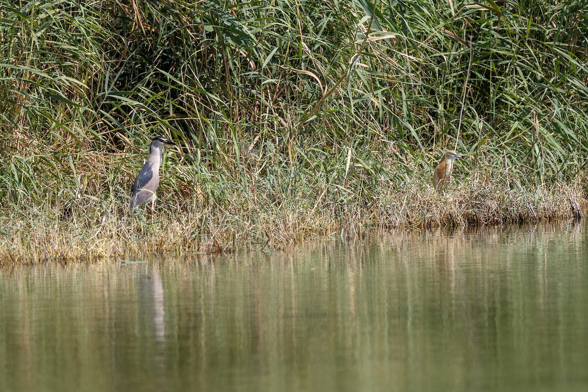 Squacco Heron - ML620435611