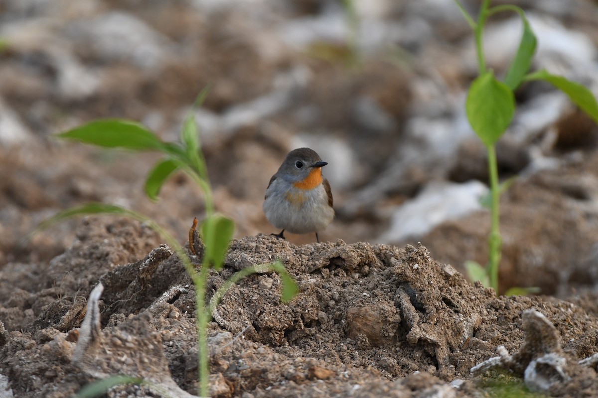 Taiga Flycatcher - ML620435615