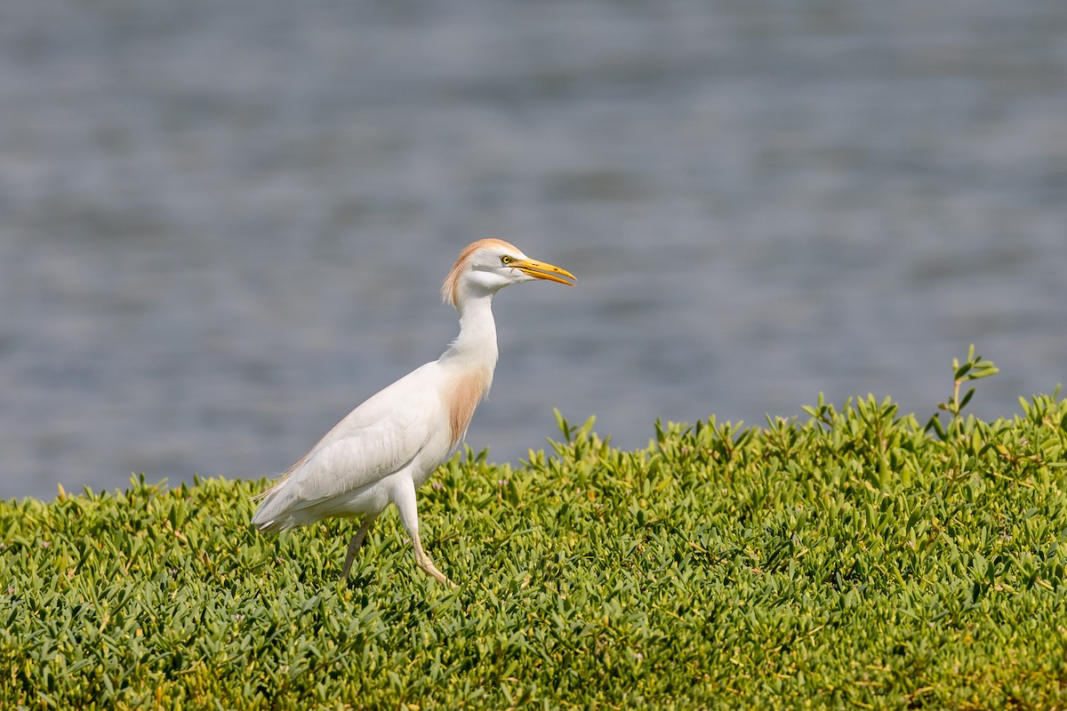 Western Cattle Egret - ML620435617