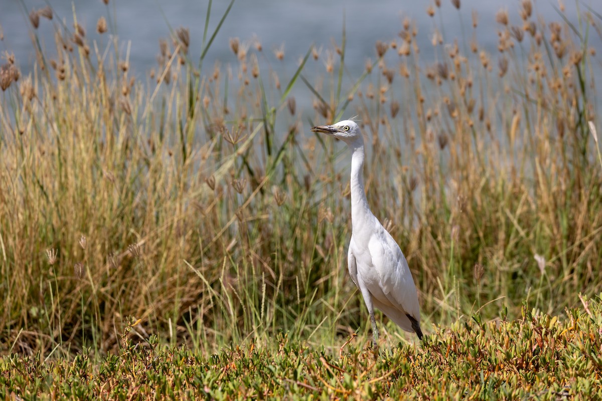 Western Cattle Egret - ML620435618