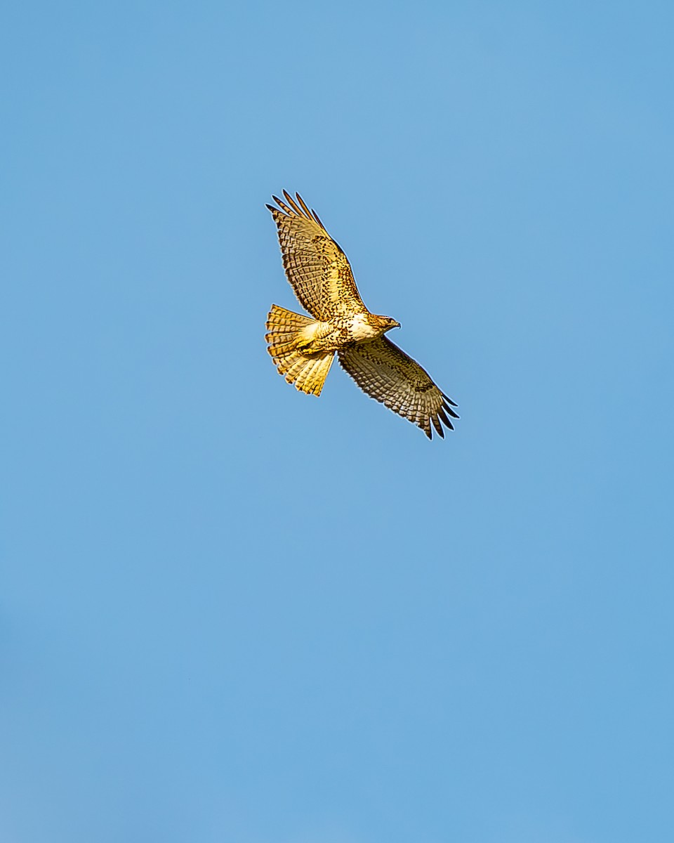 Red-tailed Hawk - ML620435619