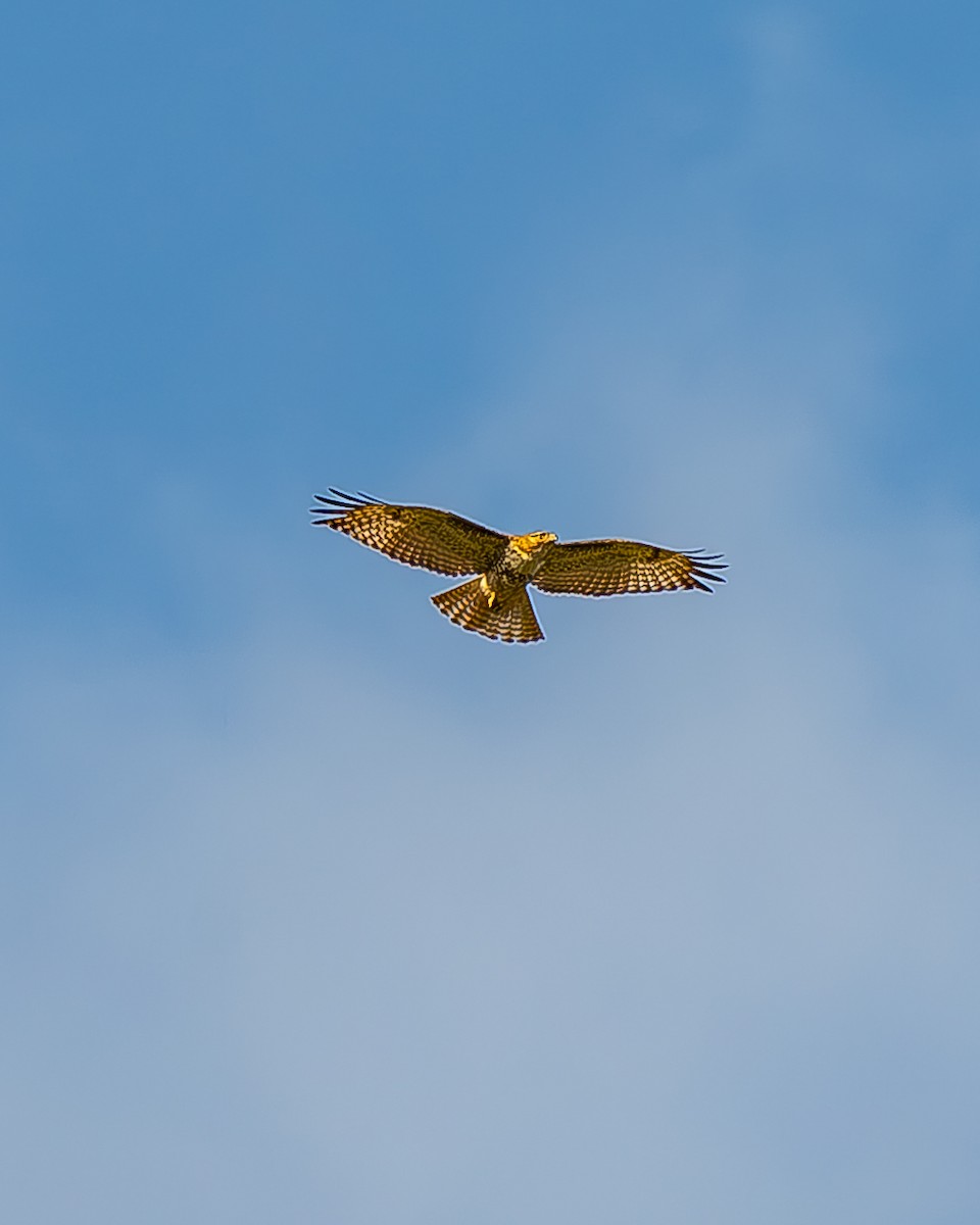 Red-tailed Hawk - ML620435620