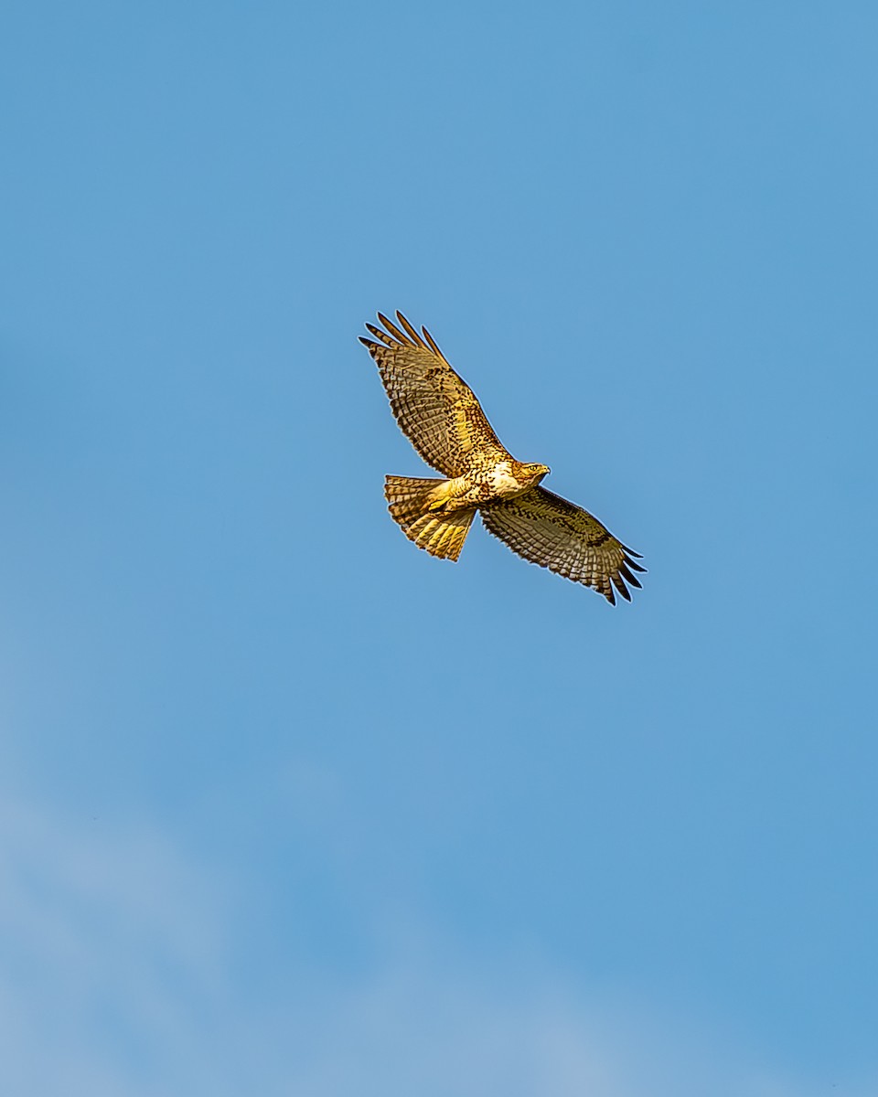 Red-tailed Hawk - ML620435621