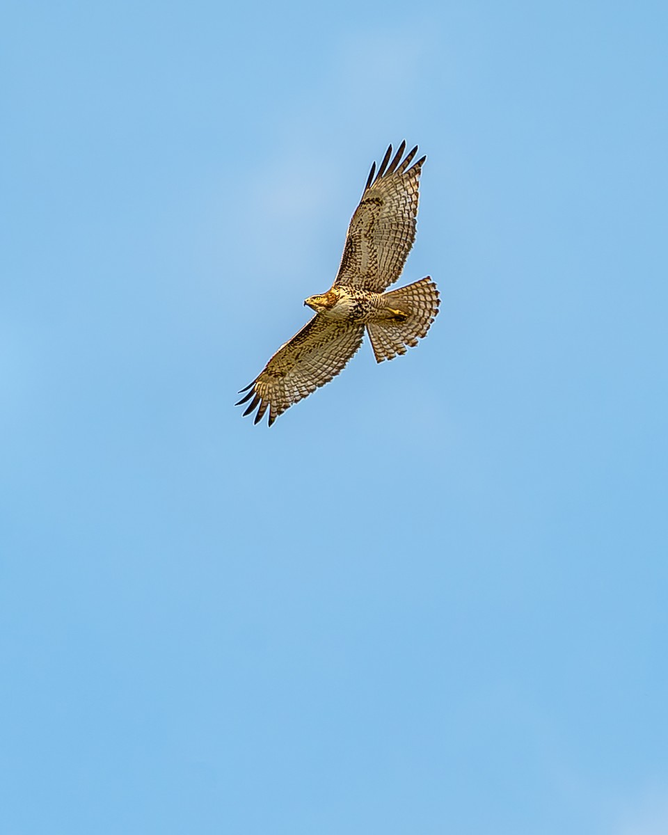 Red-tailed Hawk - ML620435622