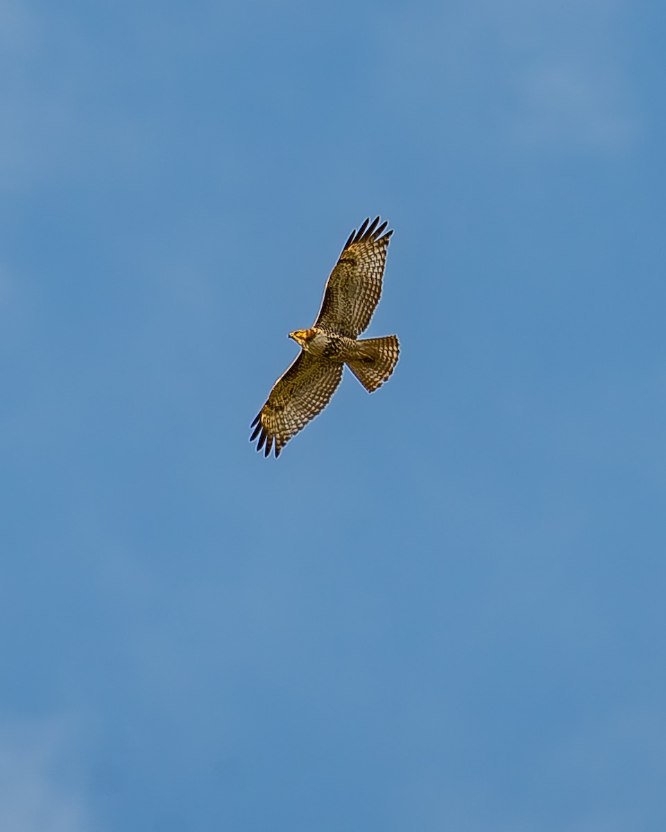 Red-tailed Hawk - ML620435623